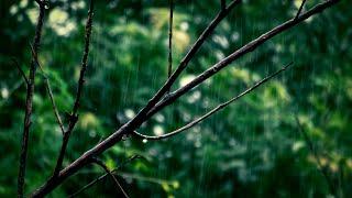 Relaxing Rain Clips || Nature || NatureLife