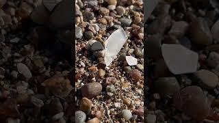 Clear sea glass. #beach #clear #SeaGlass