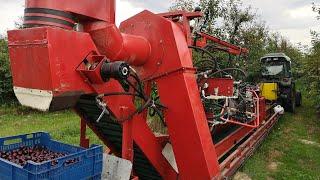 Mechaniczny zbiór wiśni –  zestaw otrząsająco-czyszczący, cherry harvester