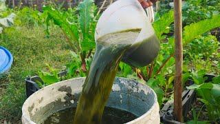 Stop Throwing Away Vegetable Scraps! Turn Them into Powerful Fertilizer!