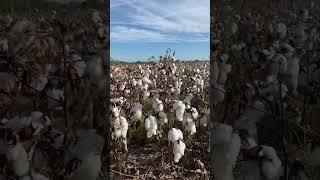 The Cotton Fields are looking so beautiful here in Alabama