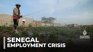 Senegal's employment crisis: Thousands compete for a handful of seasonal work visas