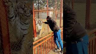 Tony Tiger Roar is viral | Shero ka Badshah