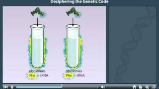 The genetic code animation