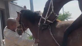 Horse Mating | Mating Sound | Throughbreds Stud Behavior | Natural Covering | Horse breeding