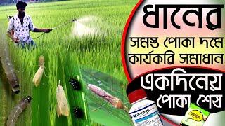 ধানের সমস্ত পোকা দমনের উপায়|মাজরা পোকা|লেদা পোকা|পামরি পোকা|ঘাস ফড়িং|কারেন্ট পোকা|Rice pest control