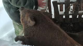 Кабан в пальто
