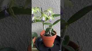 Another purchase from Krull Smith at the Central Florida Orchid Society #orchidcollection #flowering