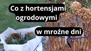 Tych hortensji jeszcze nie przycinaj, tak zrób z hortensjami ogrodowymi, czy okrywać gdy są mrozy