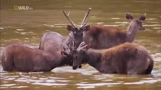 Best Documentary   Wildlife Youtube 2020 Nat Geo Wild Nature Animal Discovery Channel Animals 2020