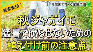 【秋ジャガイモ】早植えは要注意！暑さに負けない種芋作りのコツ【有機農家直伝！無農薬で育てる家庭菜園】　24/8/29