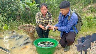 Catching carp in rice harvest season for sale.Life of a young couple.| Phuc and Sua