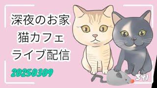 深夜のお家猫カフェライブ配信 ３４１