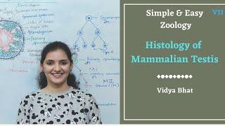 Histology of Mammalian testis | Male reproductive system | Spermatogonia | Sertoli cell | Sperm |