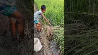 Amazing village Fishing videos #fish #fishing #villagefishing #shorts #foryou #viral #trending