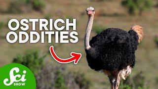 3 Fun Facts About Ostriches You'll Love