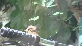 little robin red breast fledgling springwatch uk garden birds