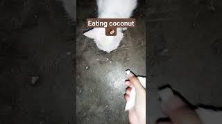 do you want to see a cat eating coconut  you must see this cat video | #cat #catlover #cutefood