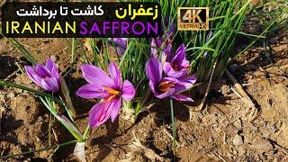 Iranian Saffron | زعفران قائنات از کاشت تا برداشت