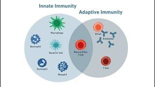 IMMUNOLOGY - INNATE AND ADAPTIVE IMMUNE SYSTEM