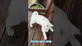 #강아지브이로그 #비오는날#언제나즐거워