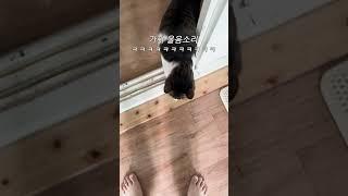 고양이 가짜 vs 진짜 울음소리