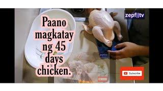 Paano magkatay ng manok #45 days