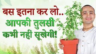  Tulsi Care Secrets EXPOSED! |  तुलसी की देखभाल का सही तरीका | Ultimate Tulsi Care Guide