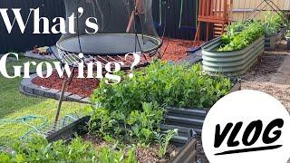 ORGANIC Garden Tour VLOG