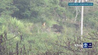 Residents try to catch glimpse of mystery animal at UH Manoa