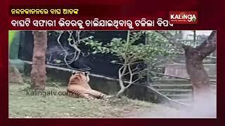 Tiger Breaks Free From Enclosure In Nandankanan Zoo || KalingaTV