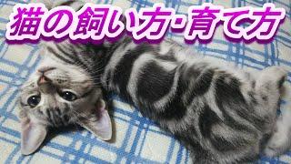 猫の飼い方育て方！猫初心者におすすめや注意点など　（猫の雑学知識）