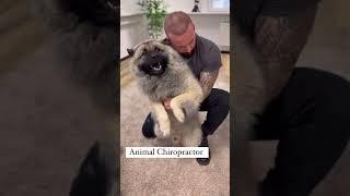 Laugh Out Loud with Hilarious Dog Moments | Dog Chiropractor's Secret to Canine Happiness|