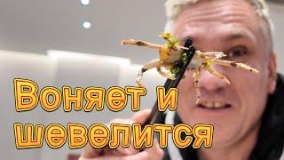 Самая отвратительная китайская еда. Кухня Нинбо просто жесть!