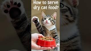 How do you serve dry cat food #cats #cat #yellowmimish @catsnow