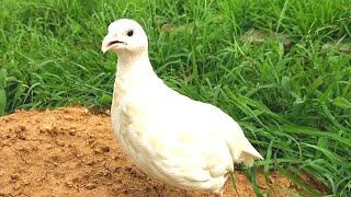 White teetar voice | teetar ki awaz | teetar sound | white teetar |