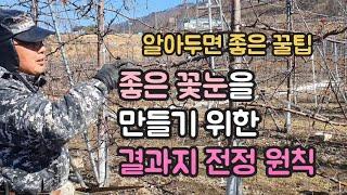 [사과나무] 동계 전정 / 좋은 꽃눈을 만들기 위한 사과나무 결과지 전정