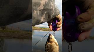 Большой карась. Мормышинг. #fish #fishing #nanozero #карась