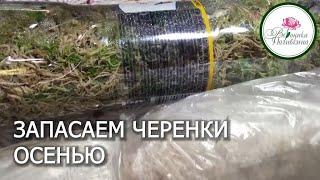 Для чего и как нужно запасать черенки осенью.  Сейчас самое время