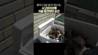 시고르자브종 처음 발견했던 순간 #시고르자브종 #유기견 #입양