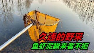 小河溝裏撈魚，卻掏到了龍蝦窩，還有漂亮的孔雀魚