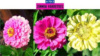 Zinnia Varieties A to Z