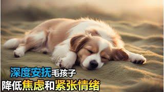 Dog MusicRelaxing Sleep Music for DogsSeparation anxiety reliefDog Calming Music