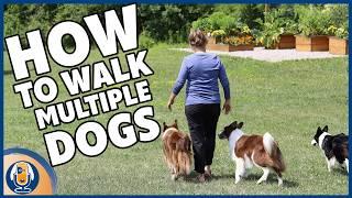 How To Walk Multiple Dogs: Step-by-Step Guide To Stress-Free Walks #282 #podcast