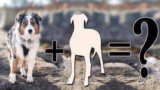 Top 10 Fanciful Australian Shepherd Cross Breeds | Australian Shepherd mix breeds