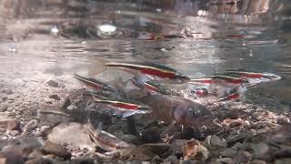 Redside Dace Spawning Initiation and Behavior