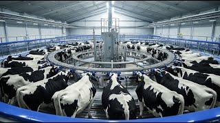 Milk Cow Farming: How Millions of Cows are Milked | Advanced Milking Machines in Modern Dairy Farms