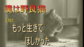 モドキ　自分の運命を受け入れて生きて行く野良猫の強さを見ていただけると幸いです。