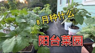 参观我8月的盆栽菜园，种植心得分享