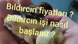 Bıldırcın fiyatları ? Bıldırcın işi nasıl başlanır, neler yapmalıyım?